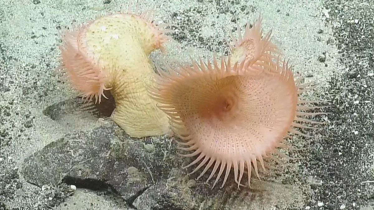 Unique and weird sea creatures