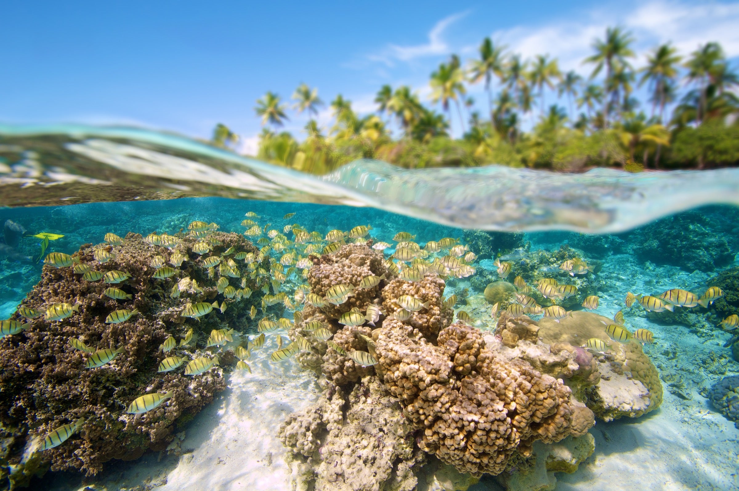 We should protect coral reefs