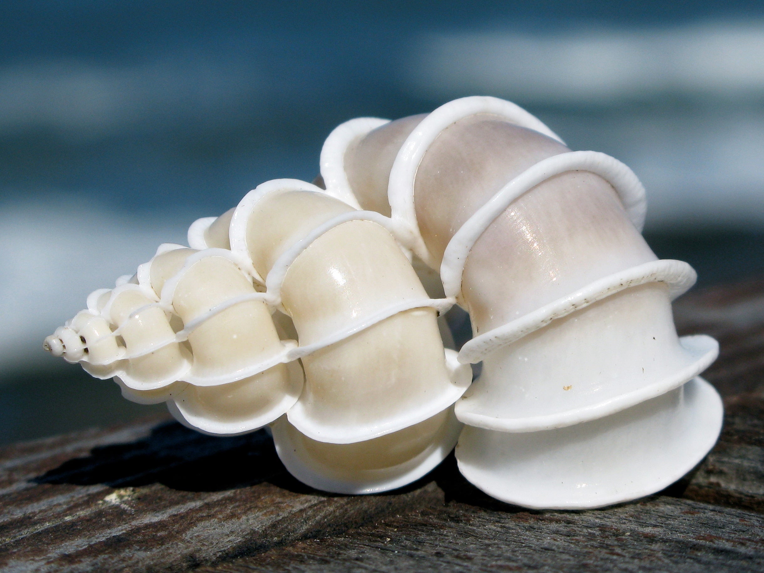 Unique types of rare seashells