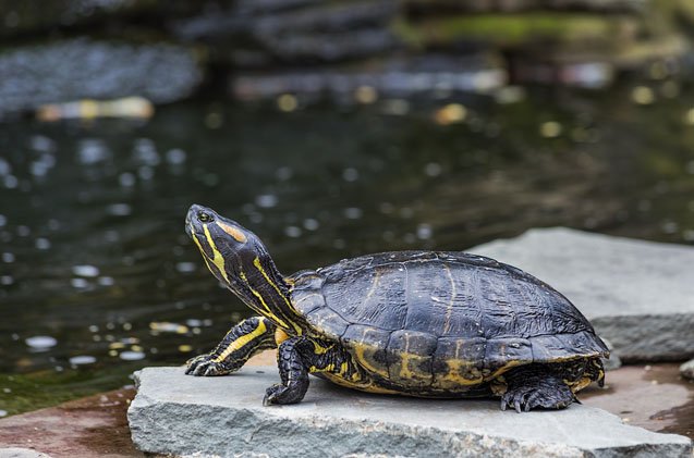 Different types of sea turtles in the ocean