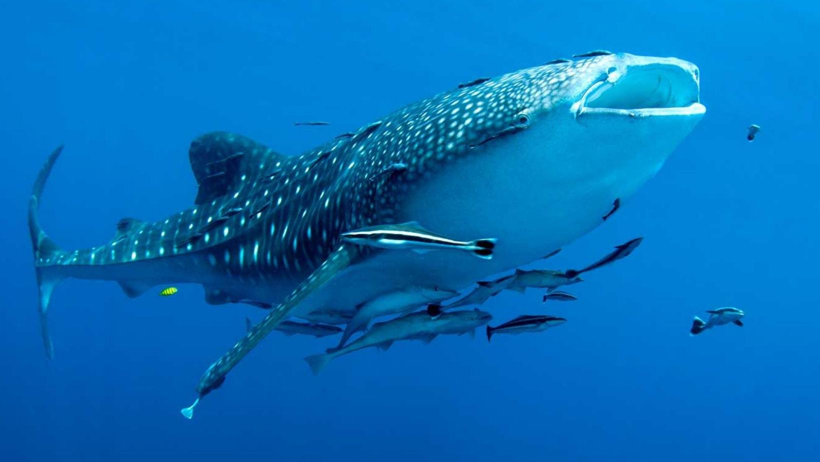 Whale shark ring symbolism