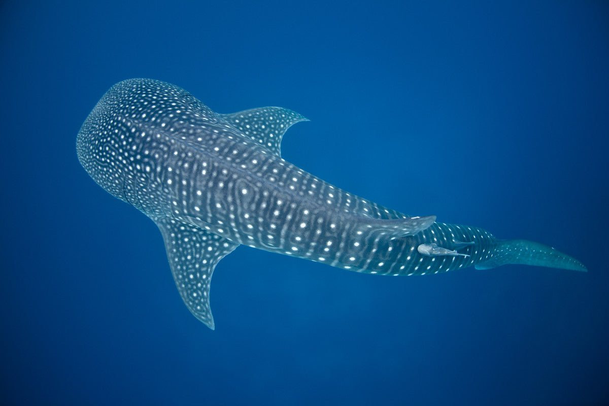 Largest ocean animals