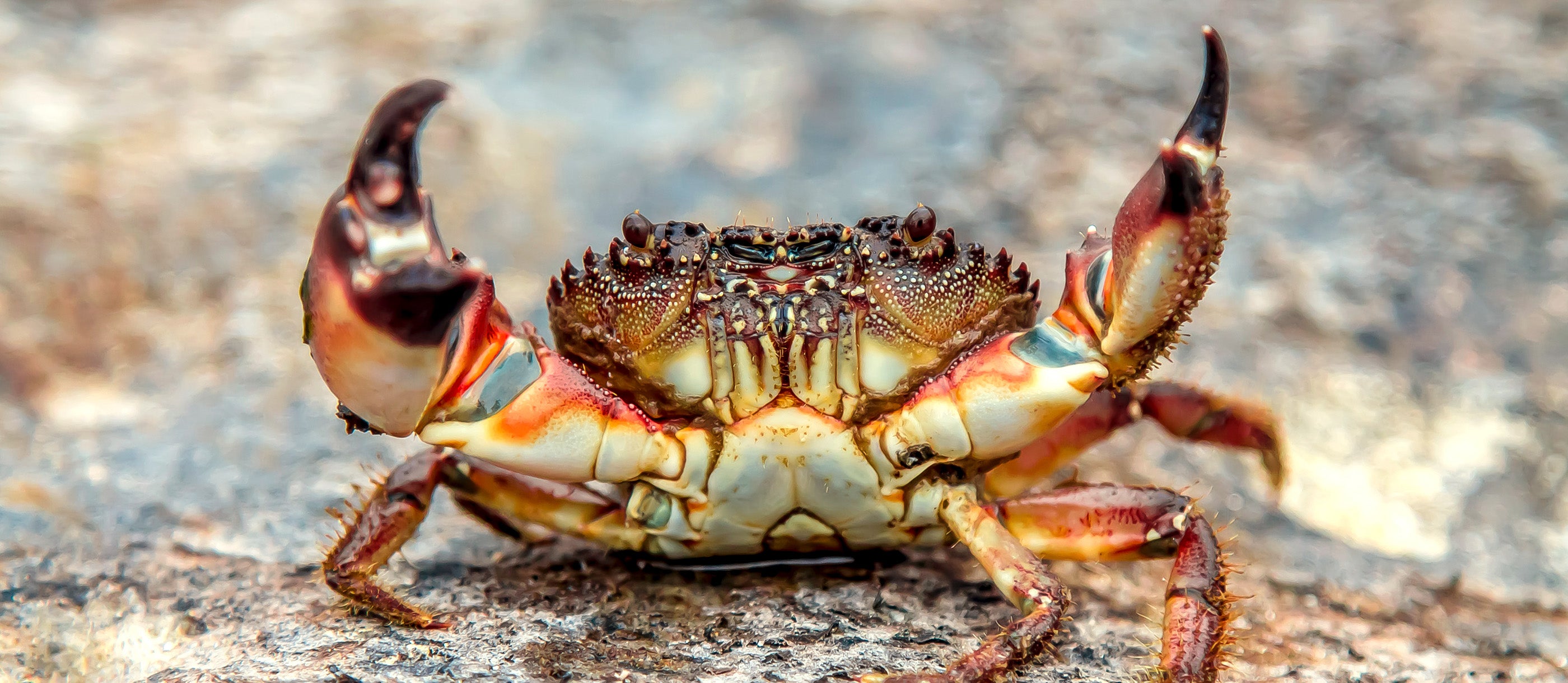 Interesting facts about what do crabs eat