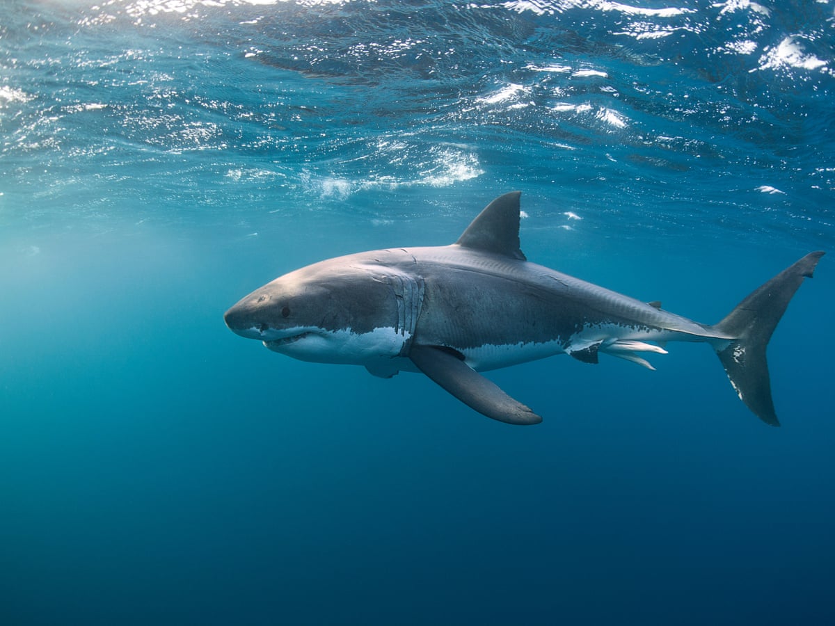 What do Great white sharks eat to survive