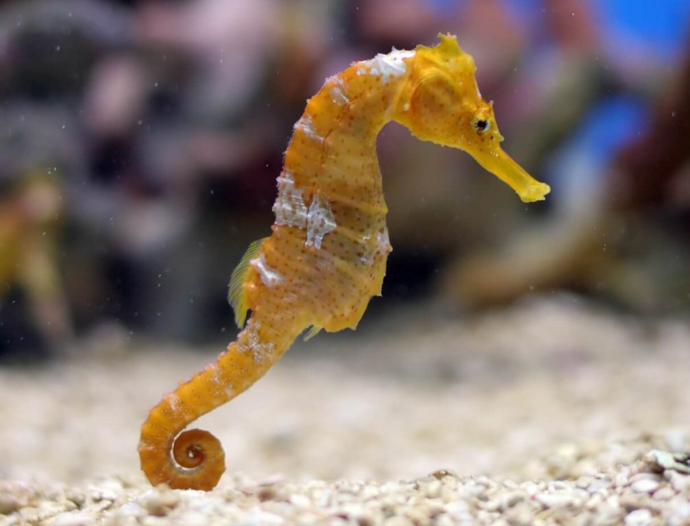 Meaning and symbolism of seahorses