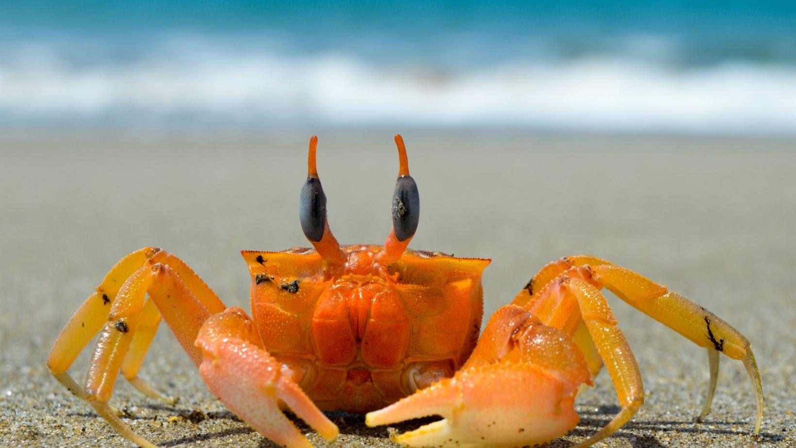 Interesting facts about crabs