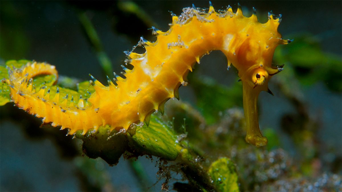 What does a seahorse means