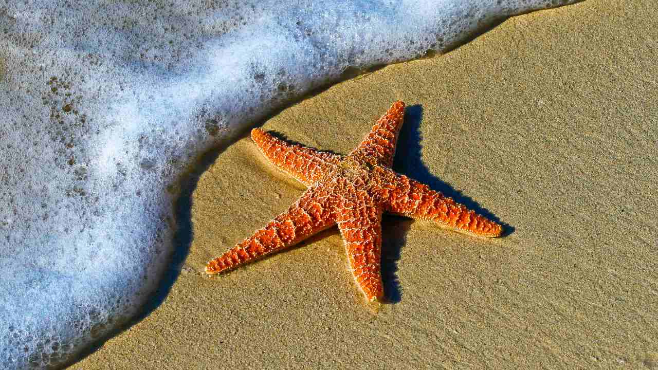 What starfish eats