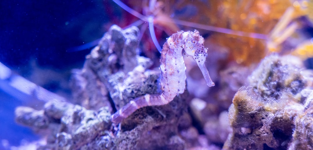 Where in the ocean do seahorses survive