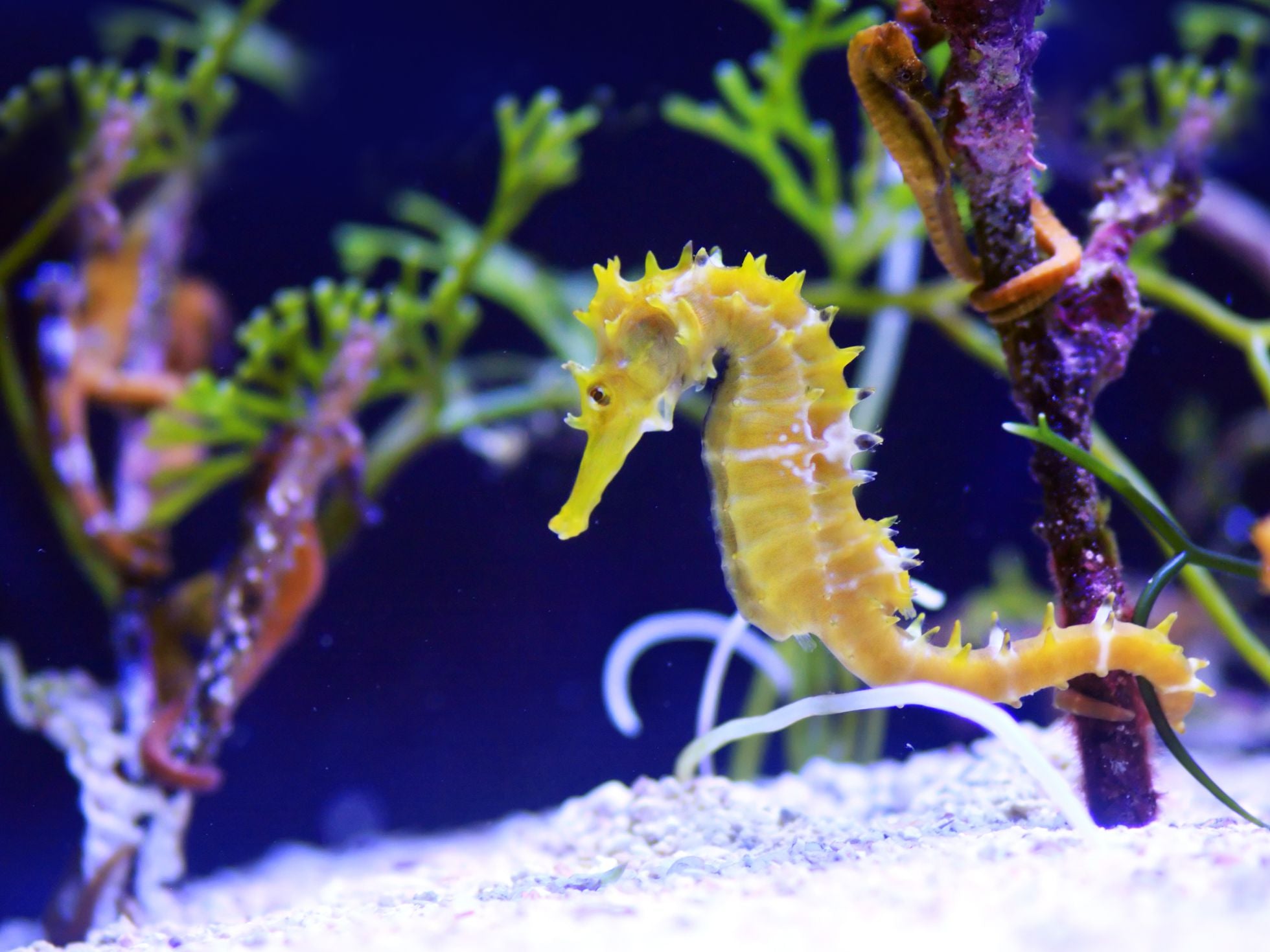 Where are seahorses survive in the ocean