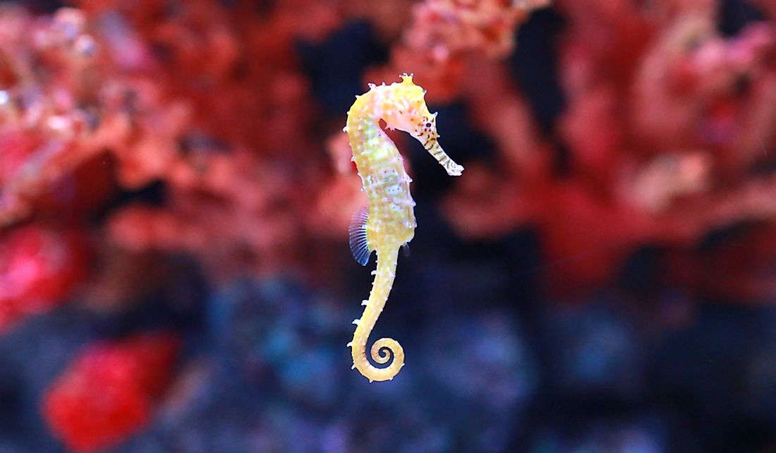 Where are seahorses found