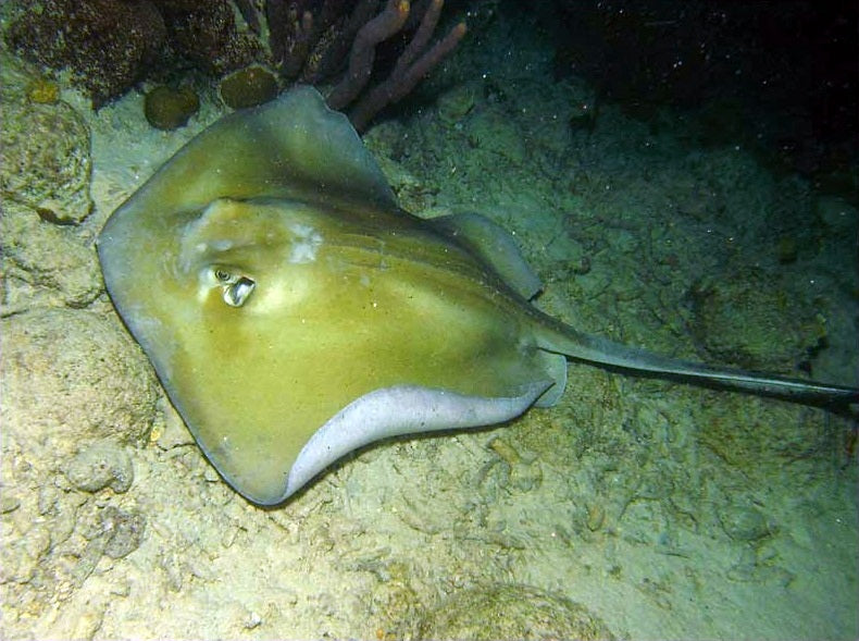 Sting rays found in the ocean