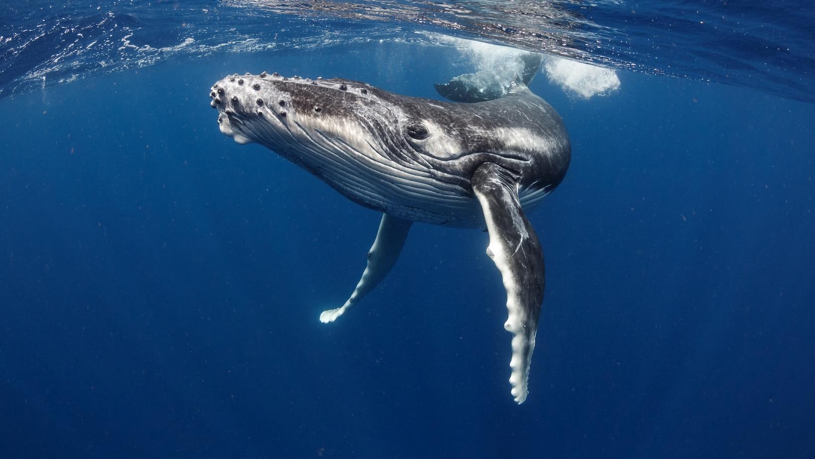 Interesting facts about why do whales breach