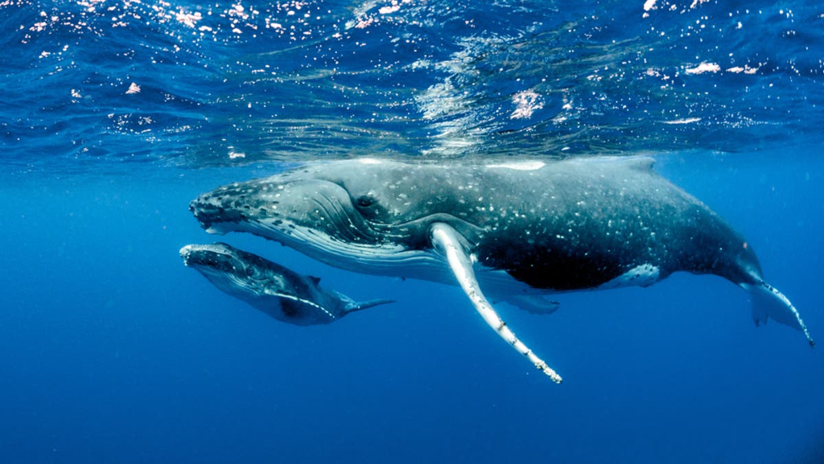 Are blue whales endangered