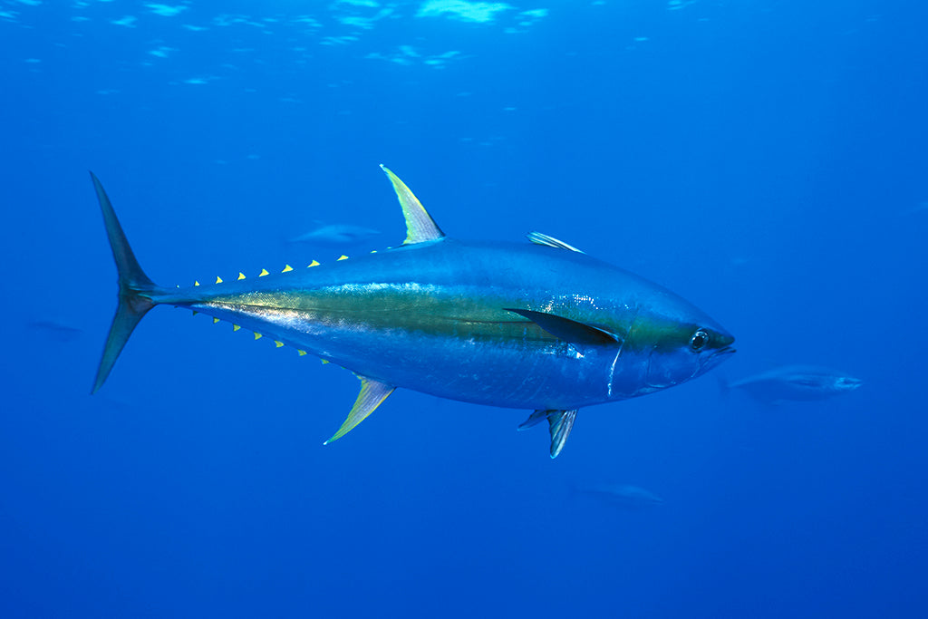 Awesome types of fishes in the ocean