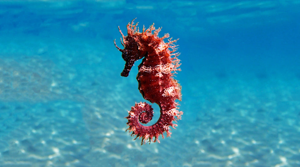 Unique types of seahorses