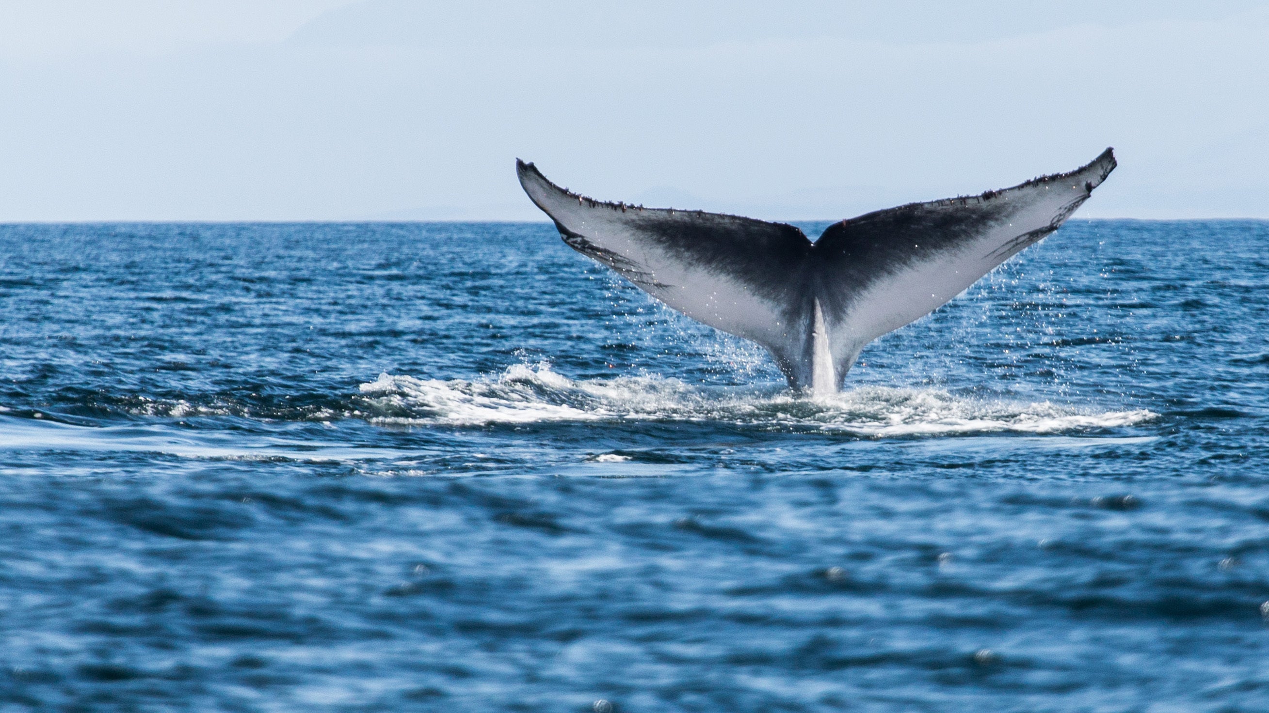 Reasons behind why blue whales are endangered