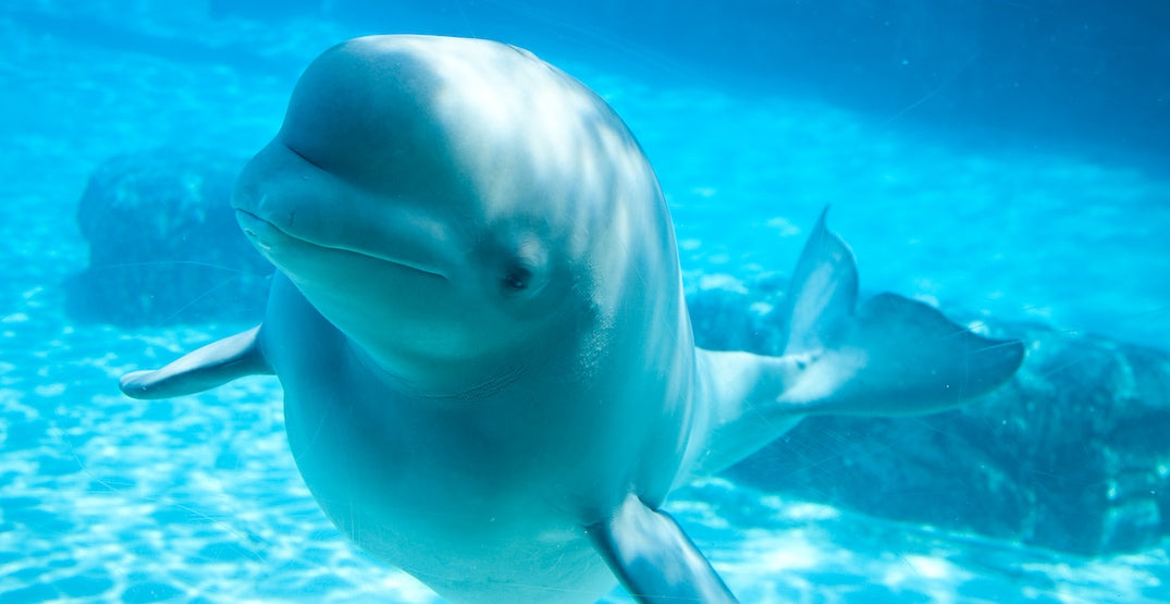 Amazing facts about beluga whales