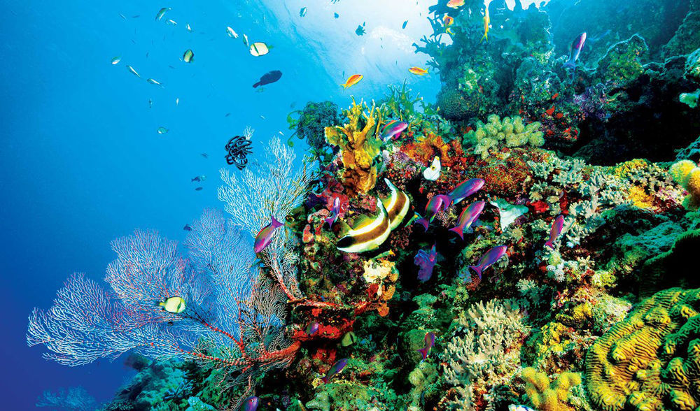 Awesome facts about coral reefs