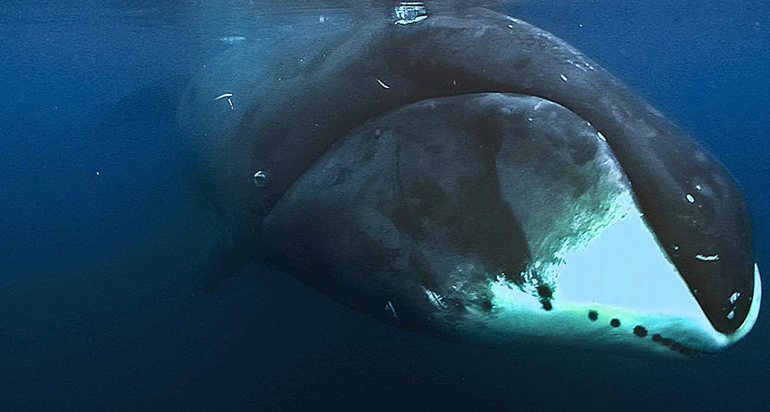 Facts on bowhead whales