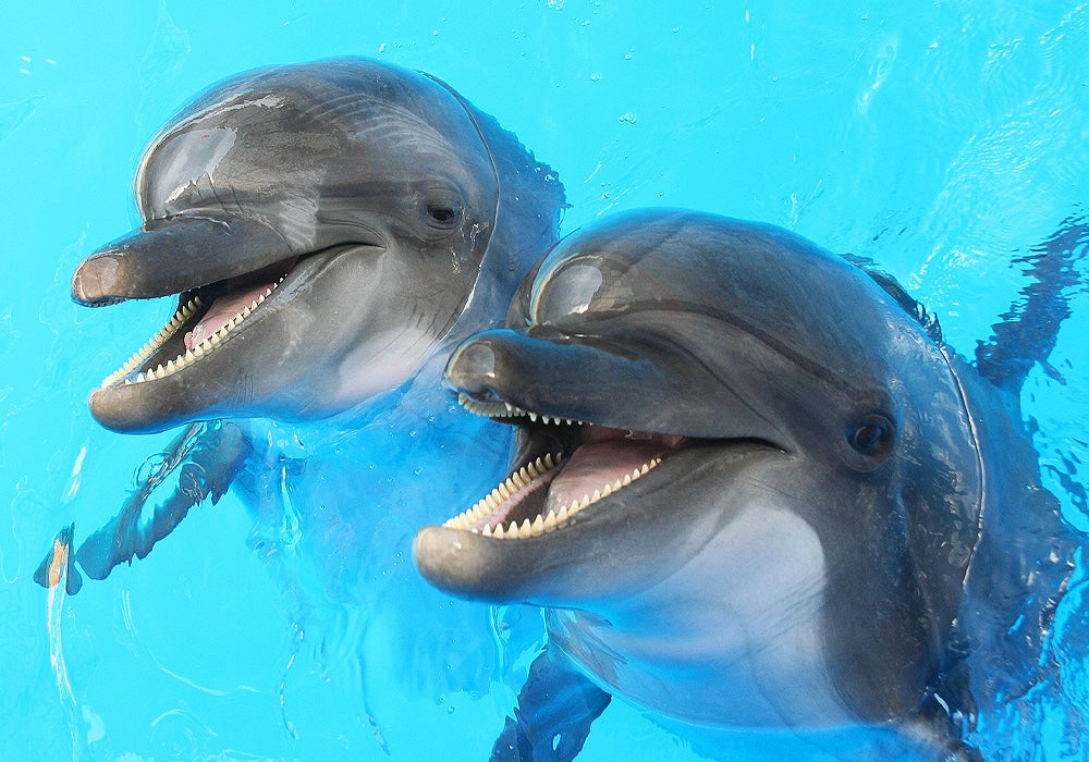 Fascinating dolphin facts 