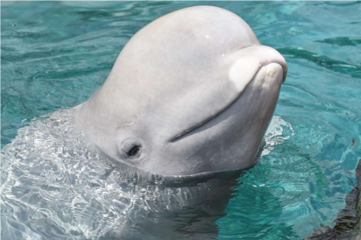 Facts about beluga whales you need to know