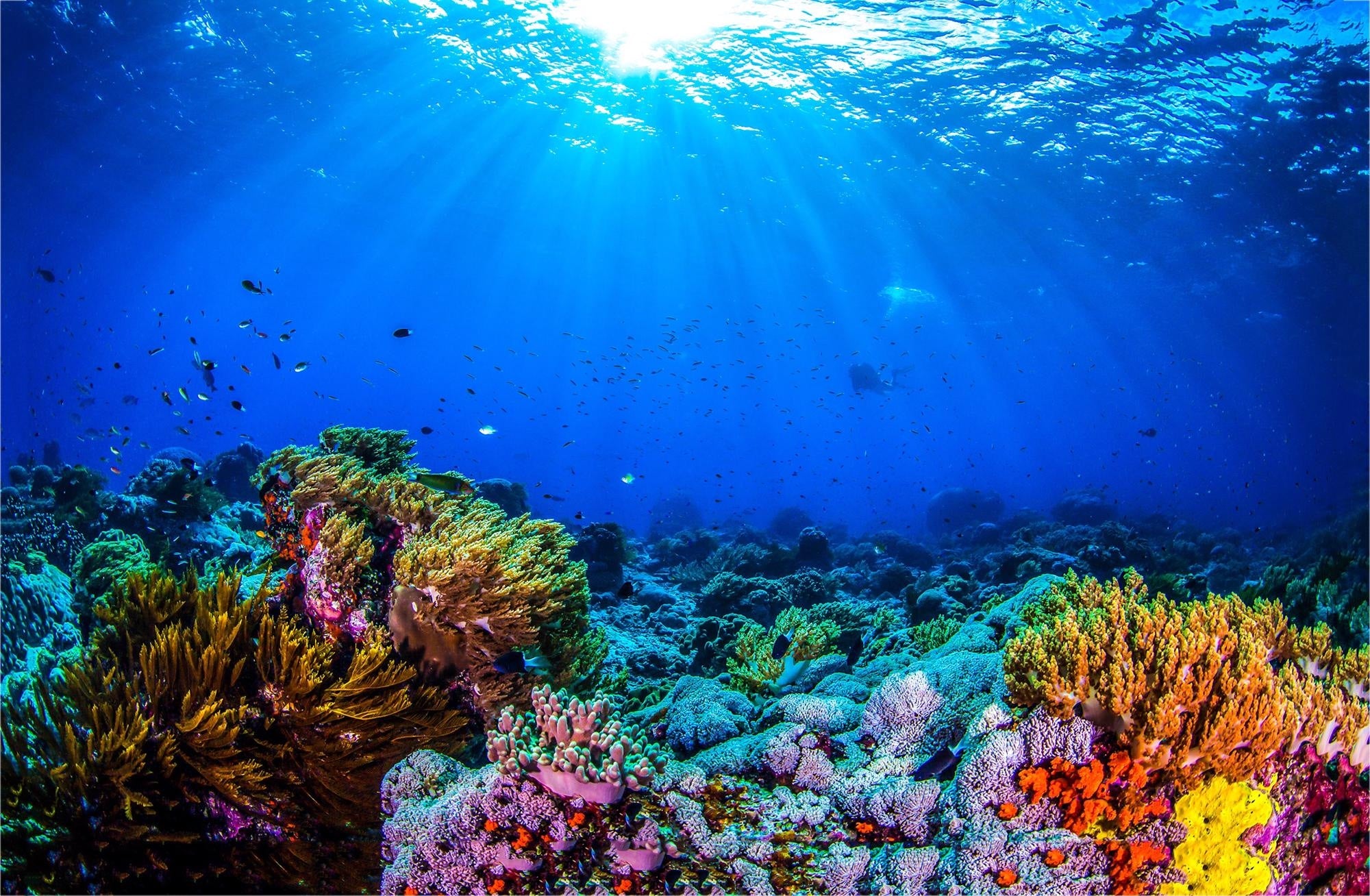 Facts about coral reefs