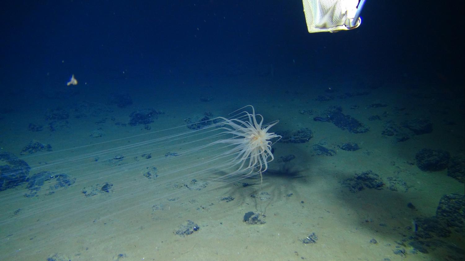 Surprising facts about the deep sea