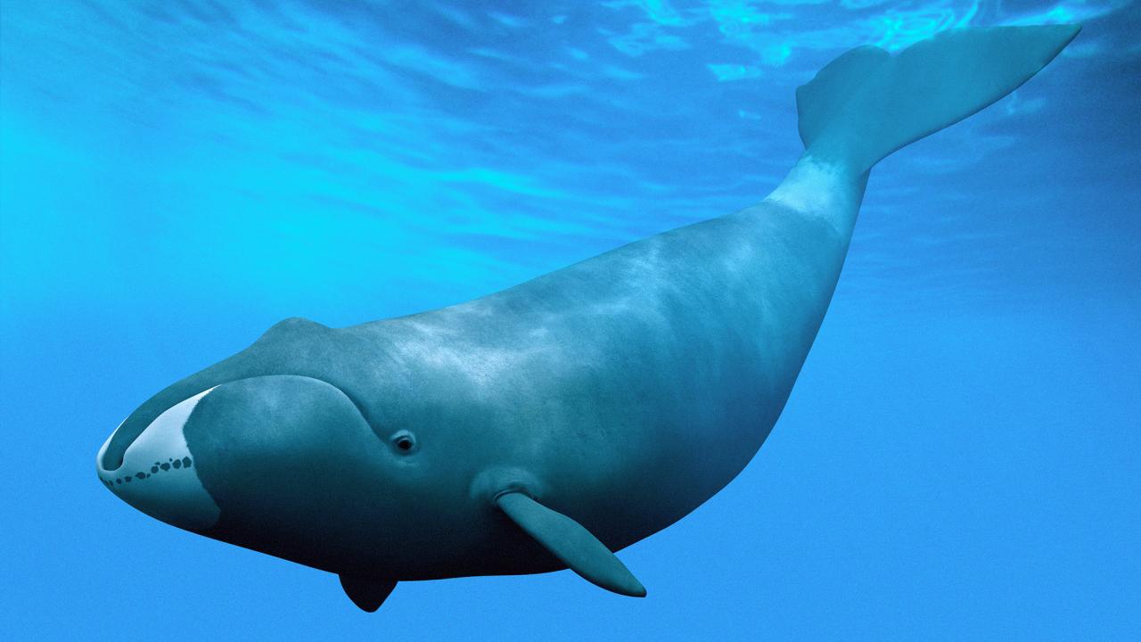 Bow head whale interesting facts