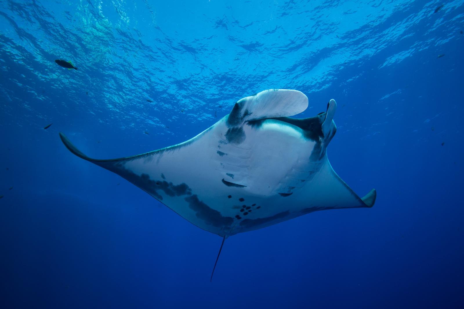Awesome fun facts about oceanic giant manta rays