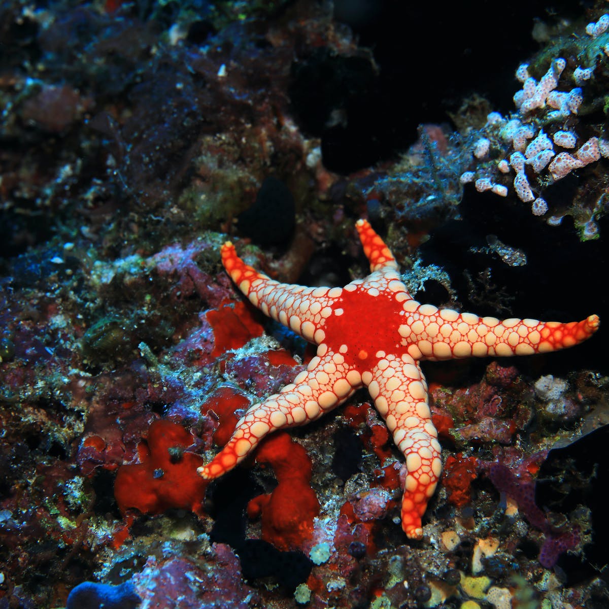 Facts on starfish eating habits