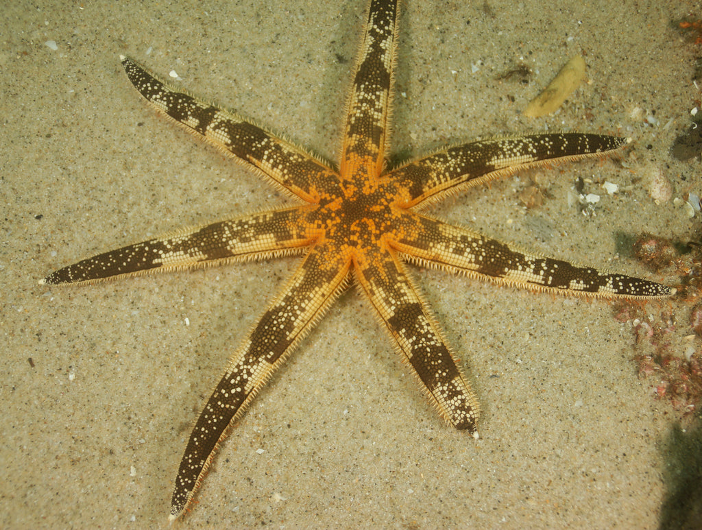 Types of interesting starfish