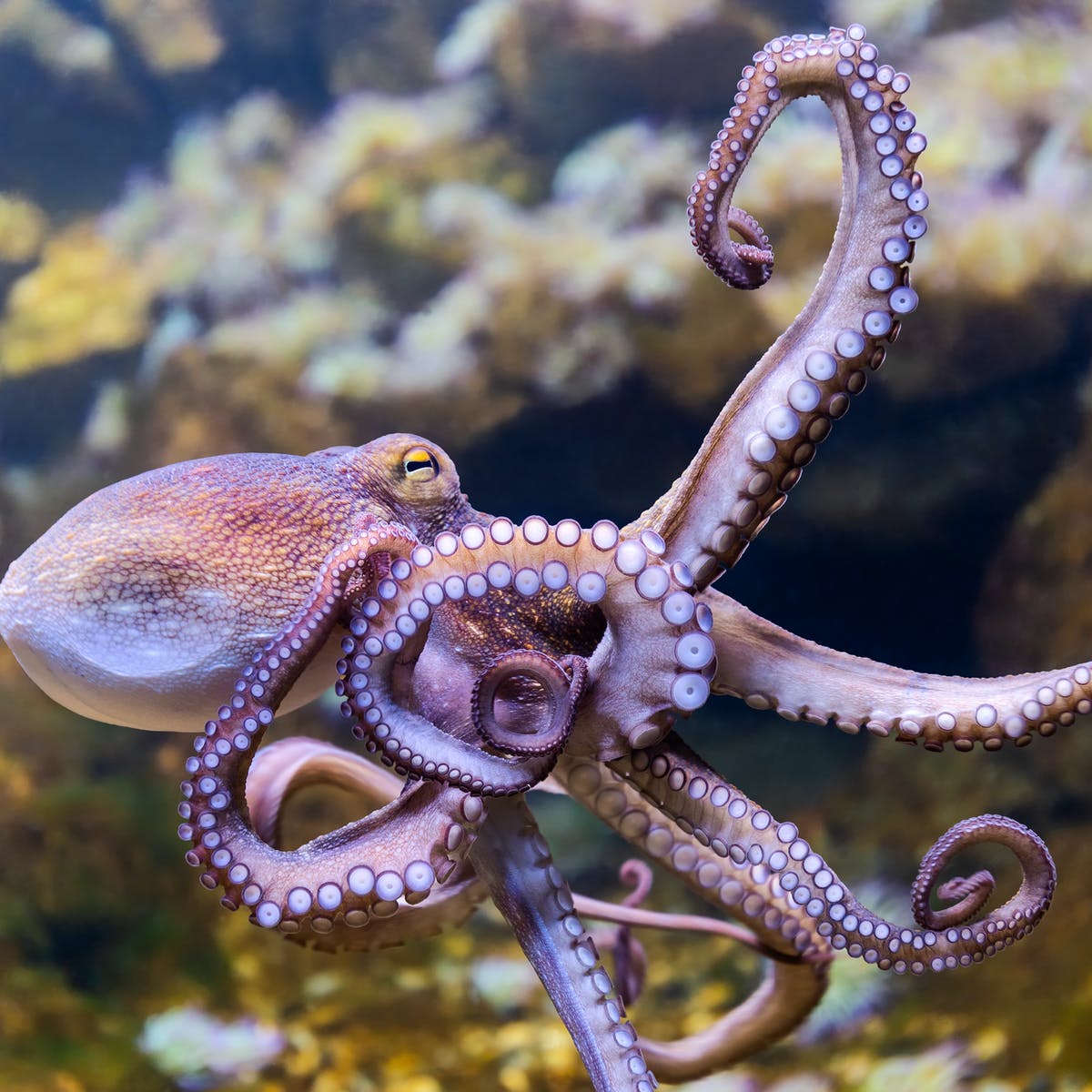 Octopus facts 