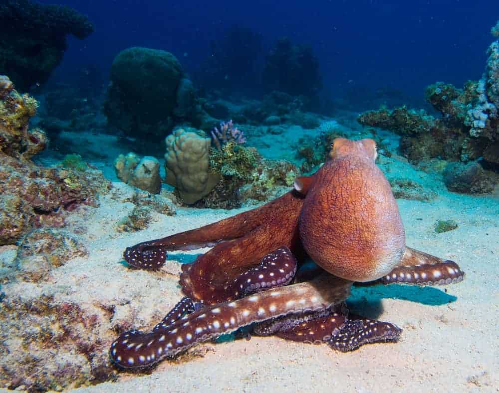Amazing facts about Octopus