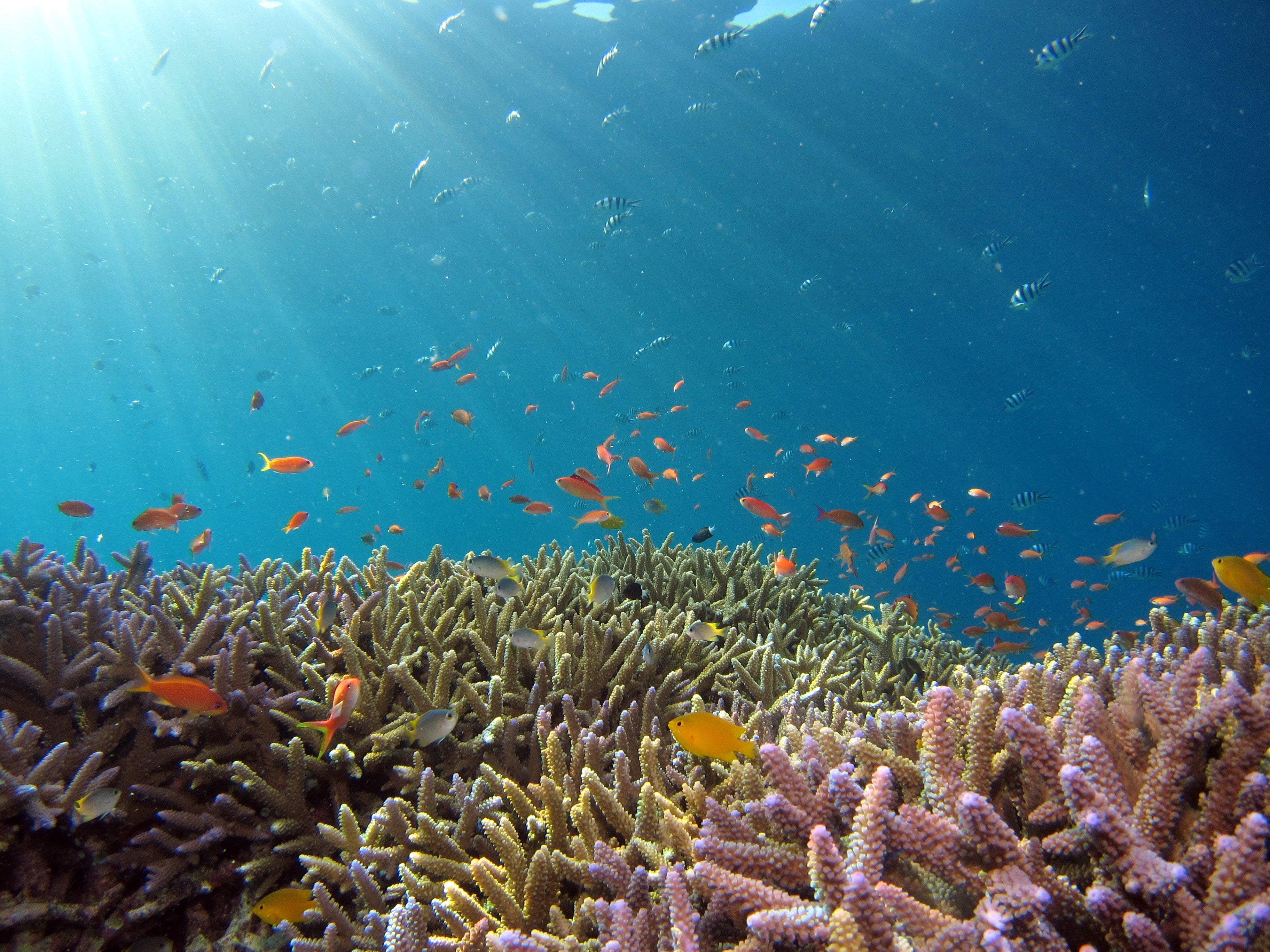 Importance Of Coral Reefs To People