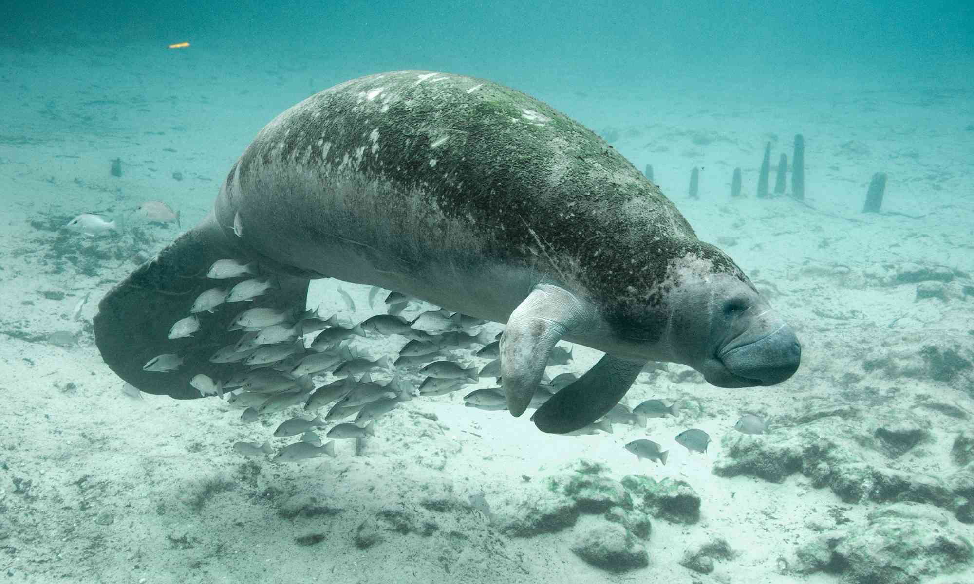 Endangered animals found in the ocean