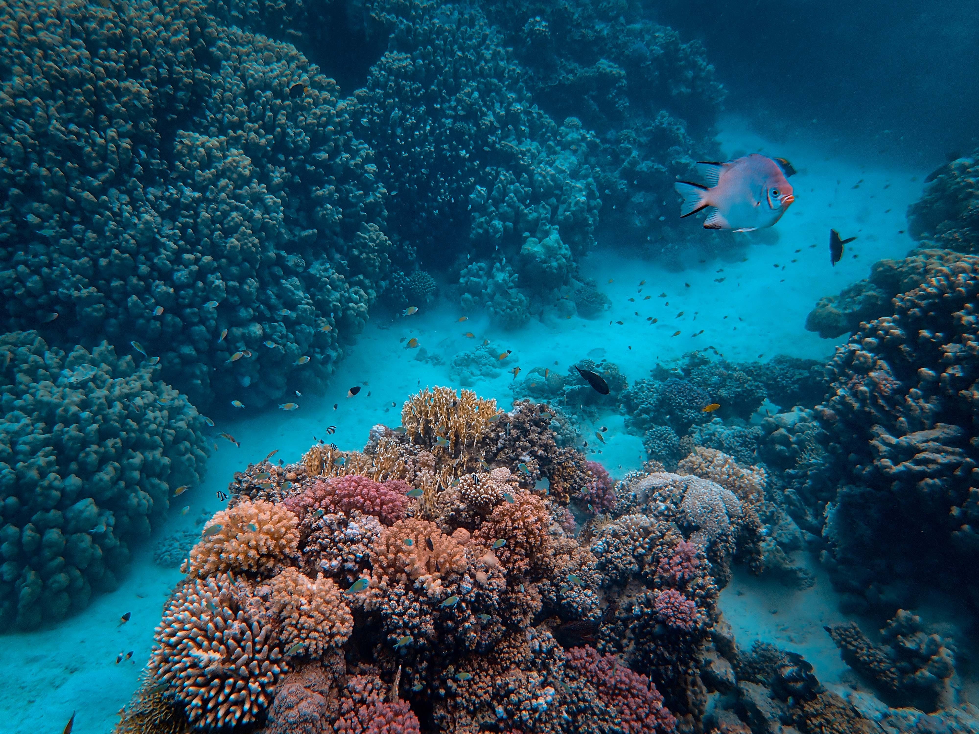 Importance Of Coral Reefs To People