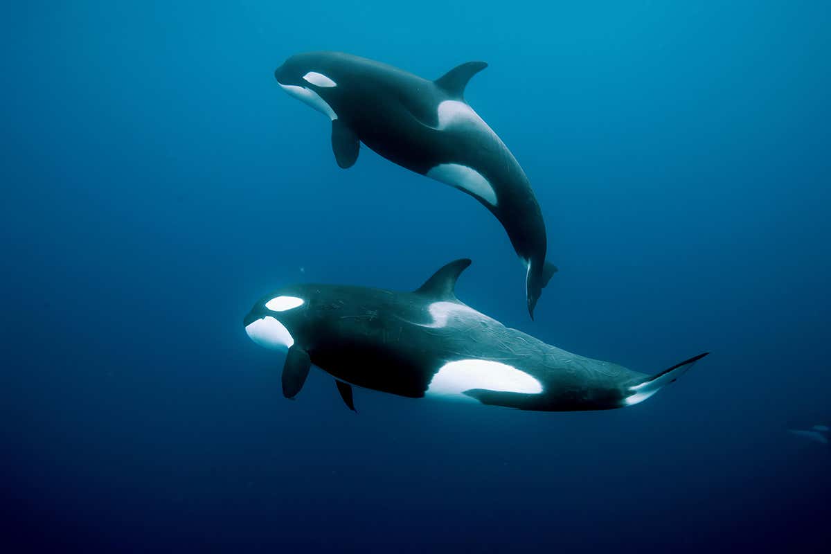 Interesting fun facts about orcas