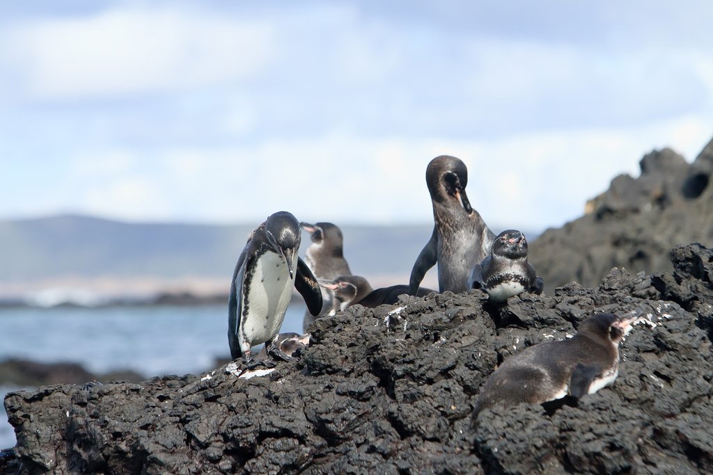 Animals found in the ocean that are endangered