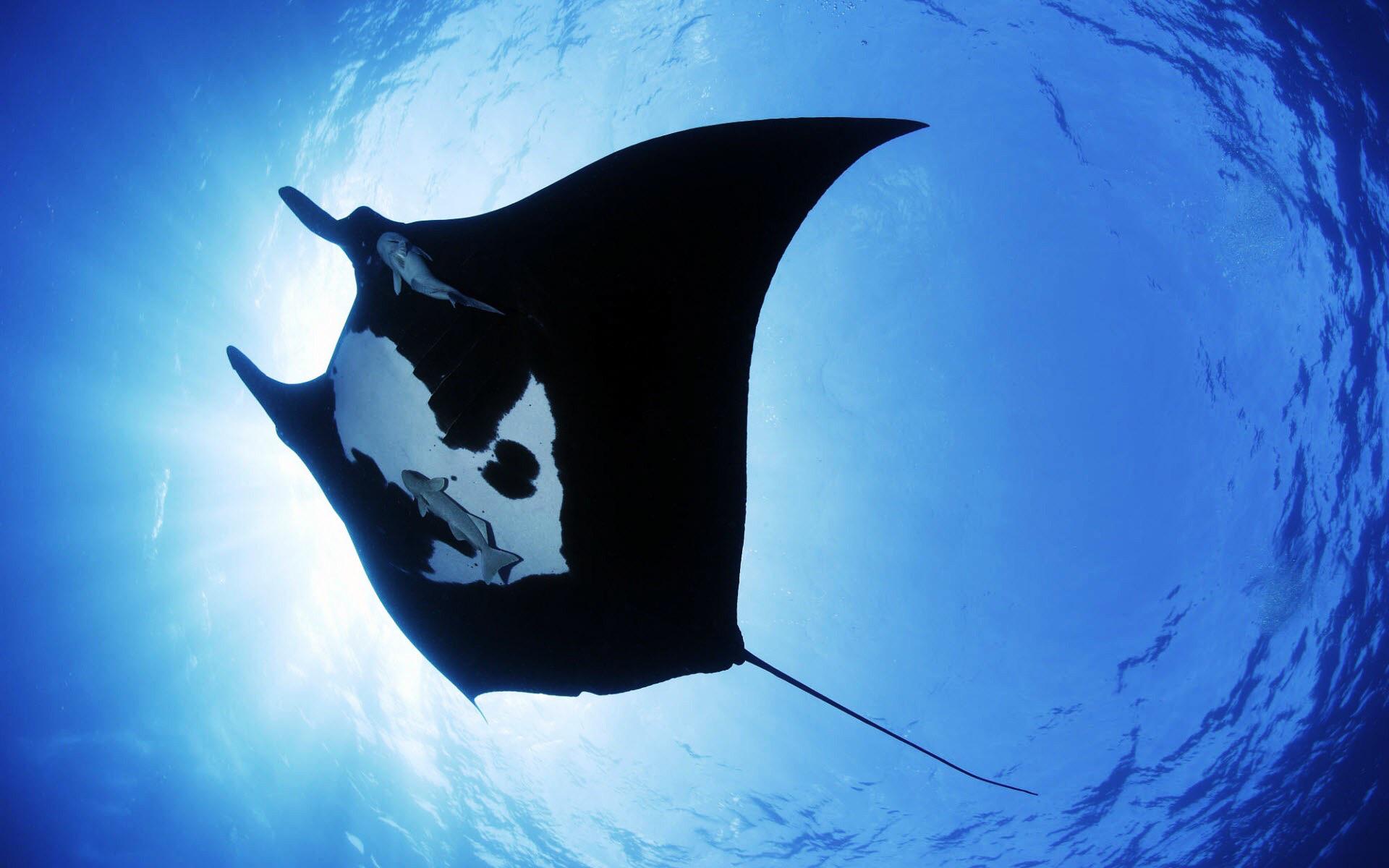 Fascinating facts about giant oceanic manta ray