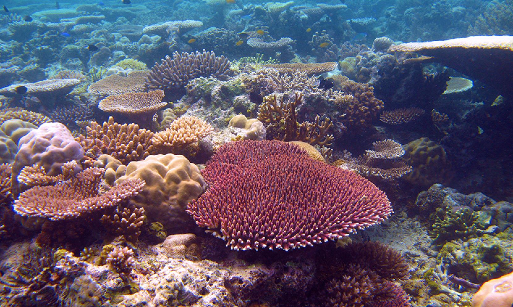 Surprising facts on great barrier reefs