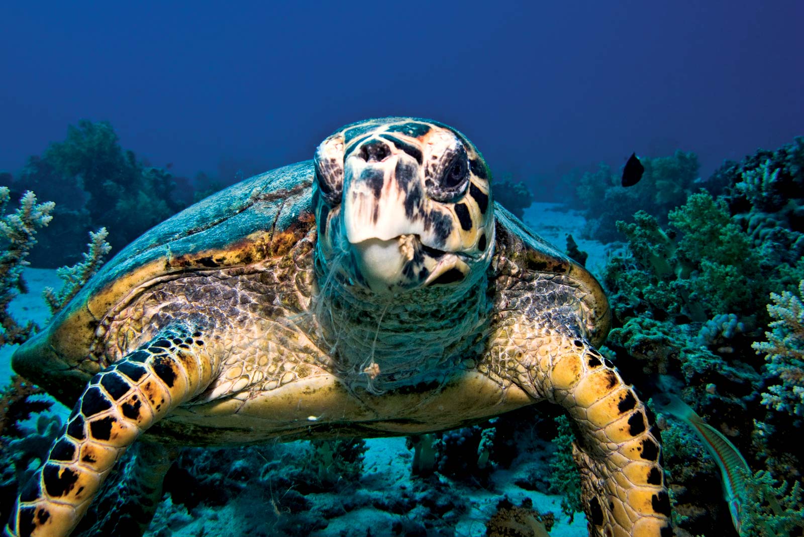 Endangered marine animals