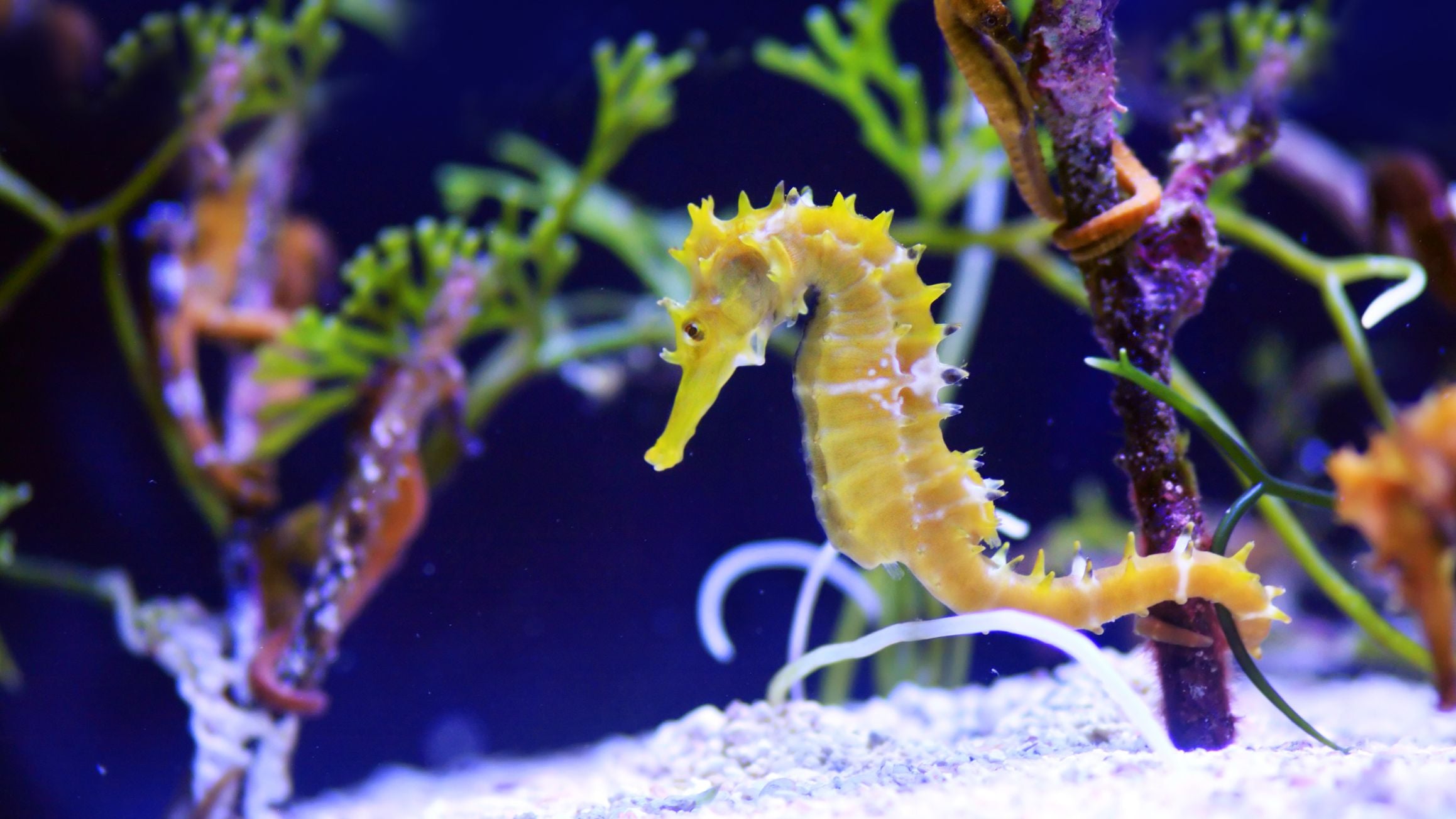 Amazing fun facts about seahorses