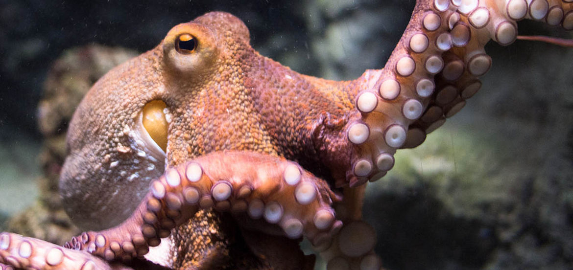 Octopus life span