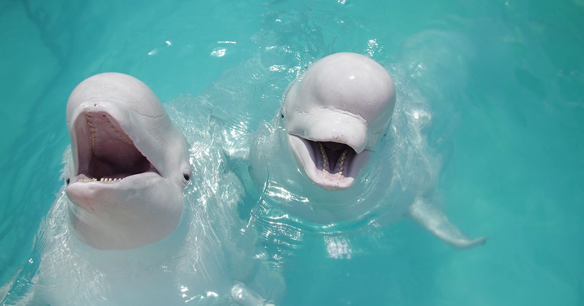 Interesting facts about beluga whales