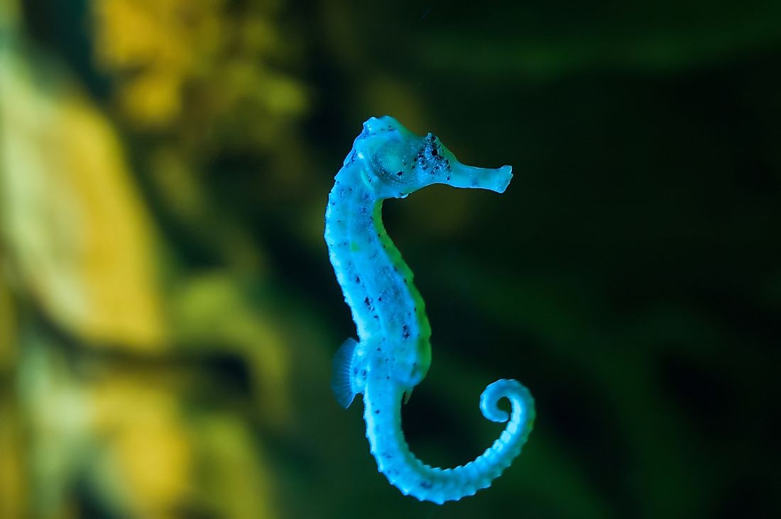 Facts about seahorse