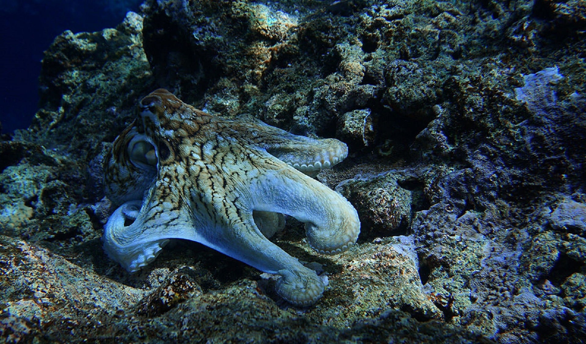 Фото осьминога живого большого в море