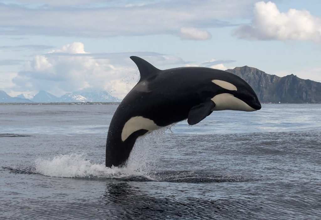 Facts about orcas