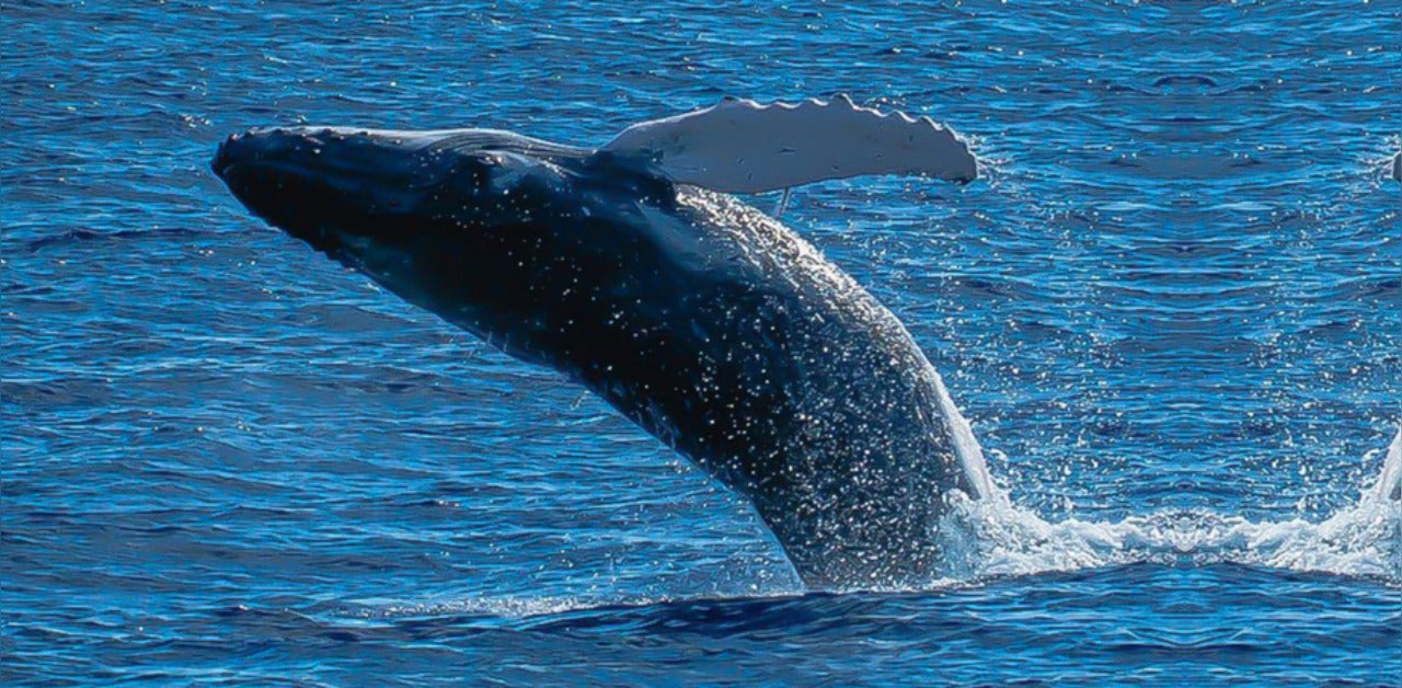 Surprising reasons why blue whales are endangered