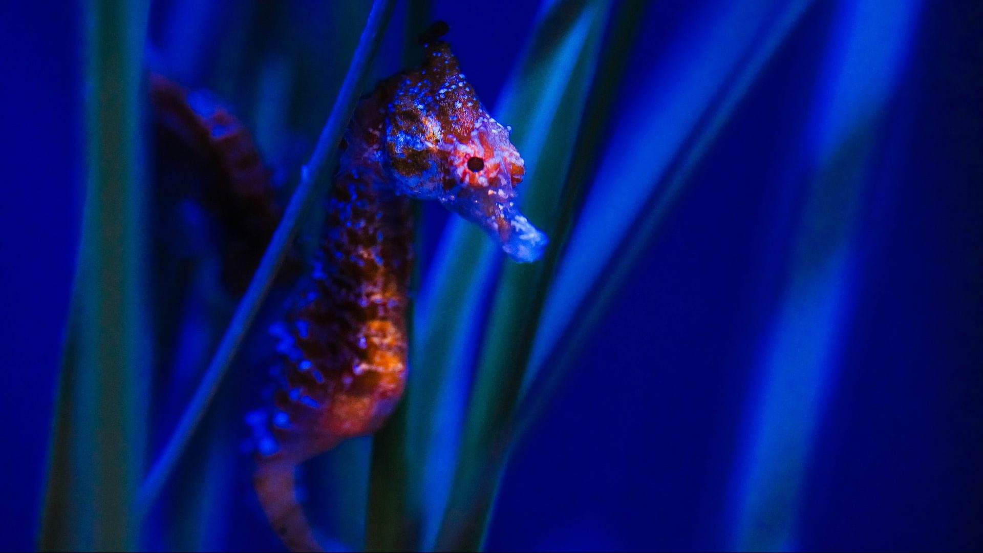 Interesting fun facts about seahorses